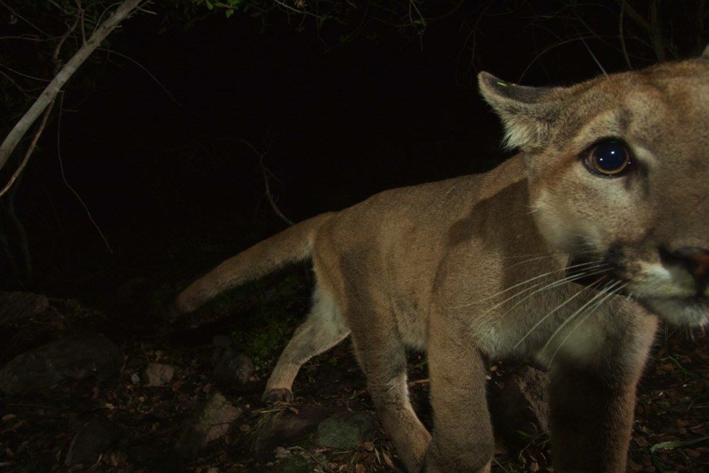P-19 mountain lion cougar Two nearly grown mountain lion kittens and their mother were recently spotted at the western end of the Santa Monica Mountains by remote camera.