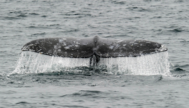 Mercer 18389 Marine Biologist Patt Krug is in with the tale of a whale.
