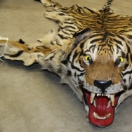 craigslist exotic pets