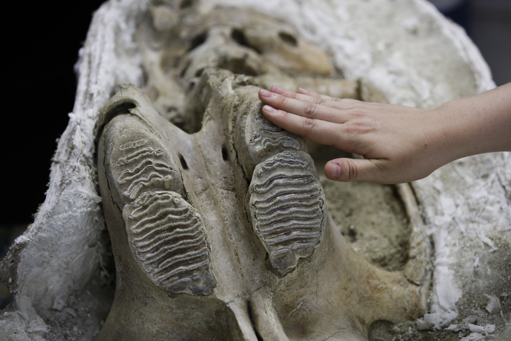 Subway Fossils Paleontologist Ashley Leger shows a skull of a young Columbian mammoth found at the construction site of the Metro Purple Line extension in Los Angeles. The Los Angeles subway system is expanding and so too are the number of prehistoric fossils being recovered as crews dig beneath the city.