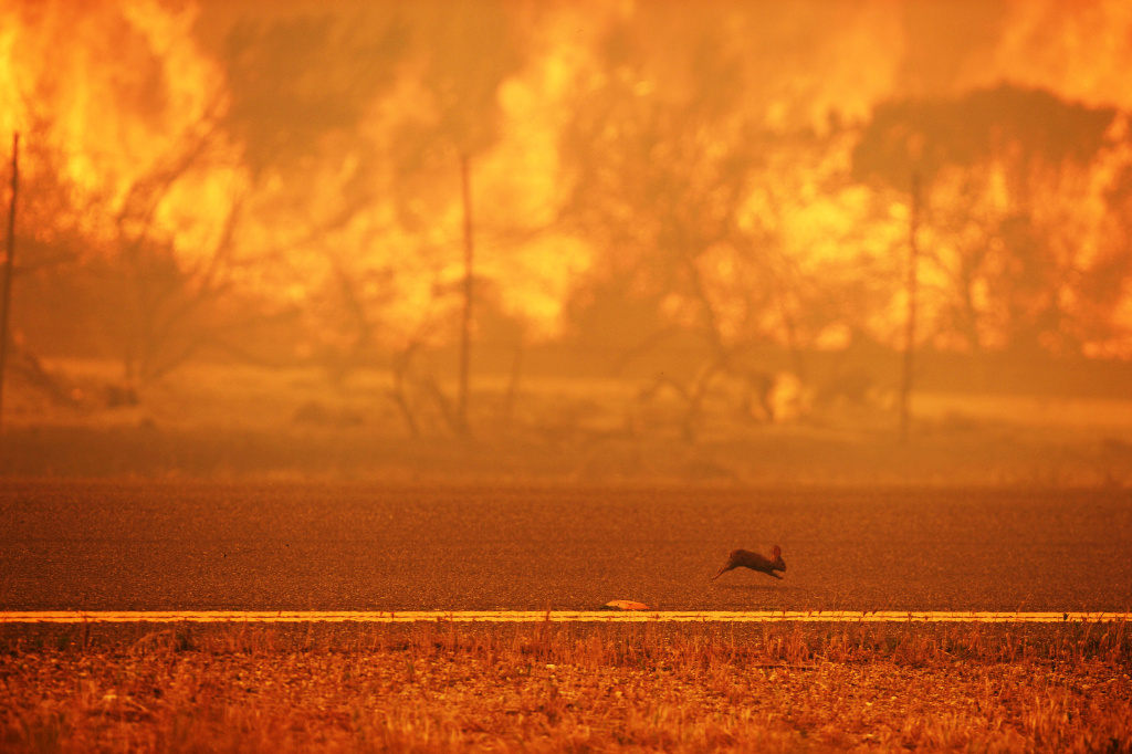 A rabbit runs from a wildfire burning along the Pacific Coast Highway near Point Mugu State Park in Ventura County, California, on May 3, 2013.
