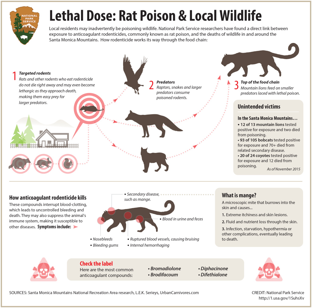 RodenticideInfographic_Nov2015 How rat poison enters the local food chain.