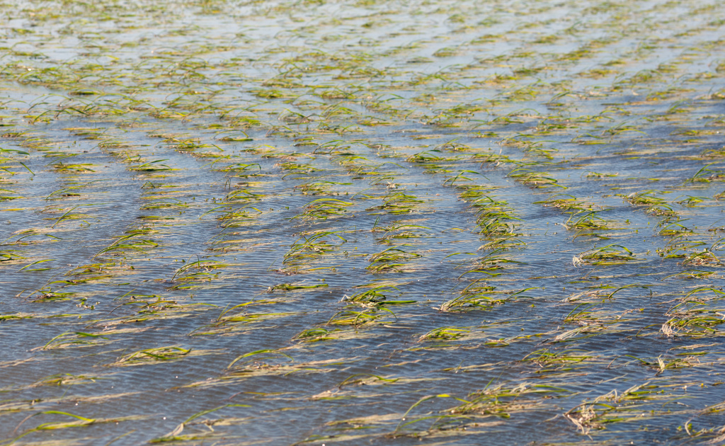 A rice field in Sacramento, CA. A rice field in Sacramento, CA.