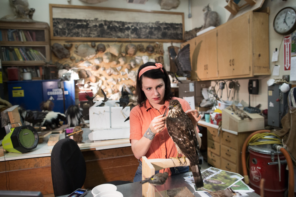Natural History Museum Taxidermy Taxidermist Allis Markham works on a female Cooper's hawk at the Natural History Museum on April 24th, 2013.