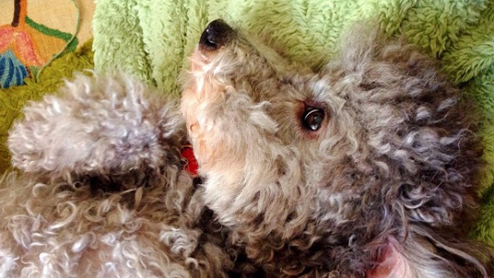 Cocoa Bean, NPR Music producer and writer Lars Gotrich's dog, is just here for the snuggles and treats. Cocoa Bean, NPR Music producer and writer Lars Gotrich's dog, is just here for the snuggles and treats.