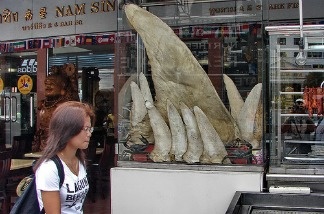 Mercer 15774 CA Assembly Bill 376, which was introduced last month, would ban the possession and distribution of shark fins throughout California and thereby prevent hundreds of restaurants from serving shark-fin soup.