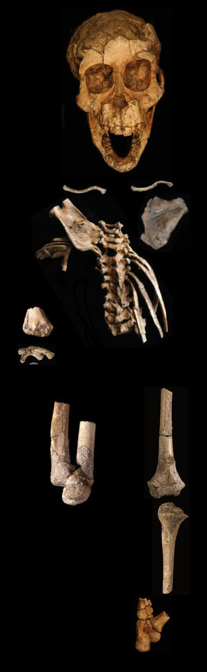 selam_custom-f04b3cbf7397a412184c9c7c5340803fae7c3660-s300-c85.jpg The full skeleton of Selam, including the spinal column.