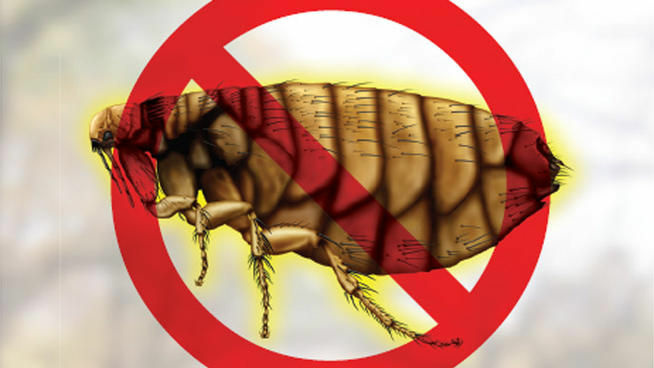 The Orange County Vector Control District has reported a case of flea-borne typhus in Santa Ana. This image is from the district's warning flyer that was distributed to residents.