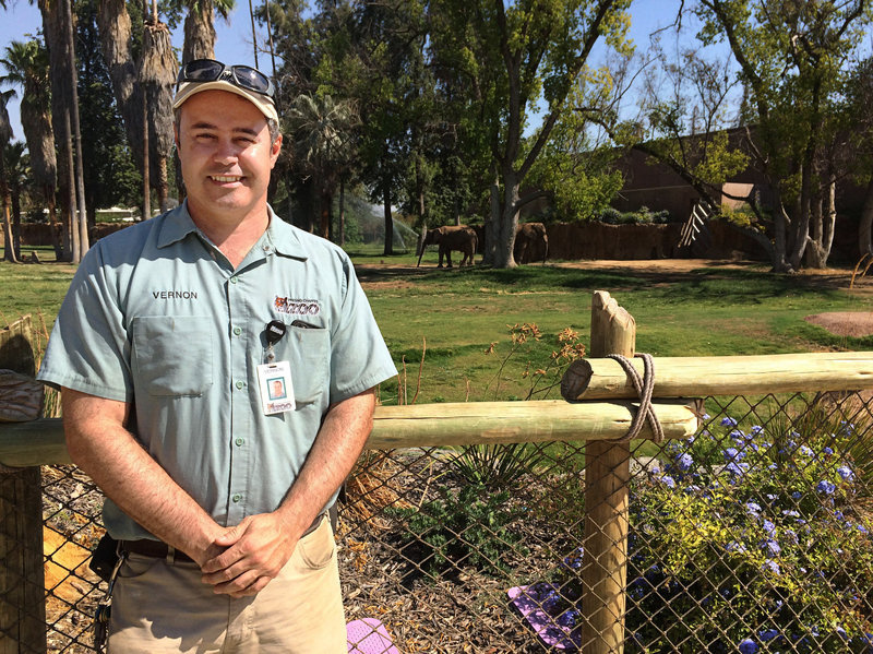 elephant3_custom-b8f23a1b02b5baf5a61c0278f26273098901c677-s800-c85.jpg Vernon Presley is the lead elephant curator at the Fresno zoo. Software that gives elephant caretakers a wealth of data on the elephants' health and activity from day to day has helped zoo workers create more interesting social environments for the animals, Presley says.