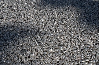 Dead mackerel, anchovies and sardines at King Harbor in Redondo Beach, CA