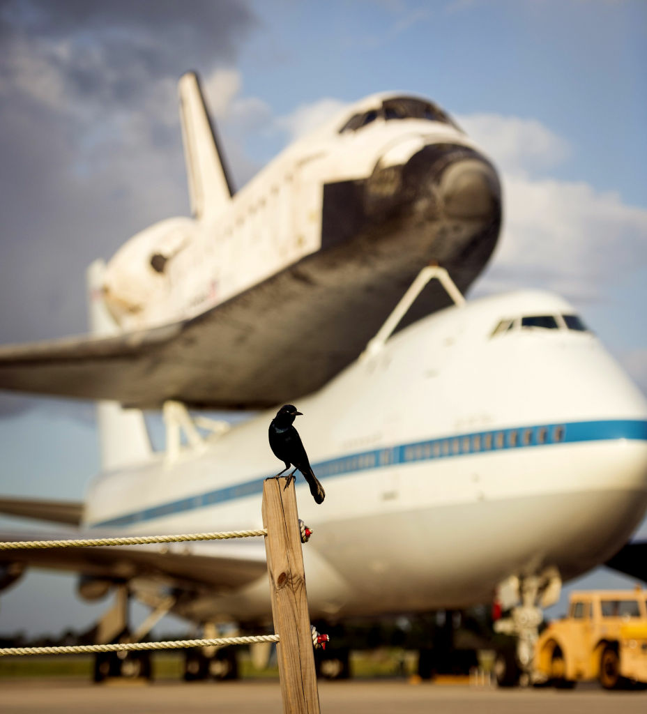 Space Shuttle Endeavour Begins Trip To Los Angeles CAPE CANAVERAL, FL - SEPTEMBER 17: A bird is seen near the space shuttle Endeavour, atop NASA's Shuttle Carrier Aircraft, or SCA, at the Shuttle Landing Facility at NASA's Kennedy Space Center on September 17, 2012 in Cape Canaveral, Florida. The SCA, a modified 747 jetliner, will fly Endeavour to Los Angeles where it will be placed on public display at the California Science Center. This is the final ferry flight scheduled in the Space Shuttle Program era. (Photo by Bill Ingalls/NASA via Getty Images)