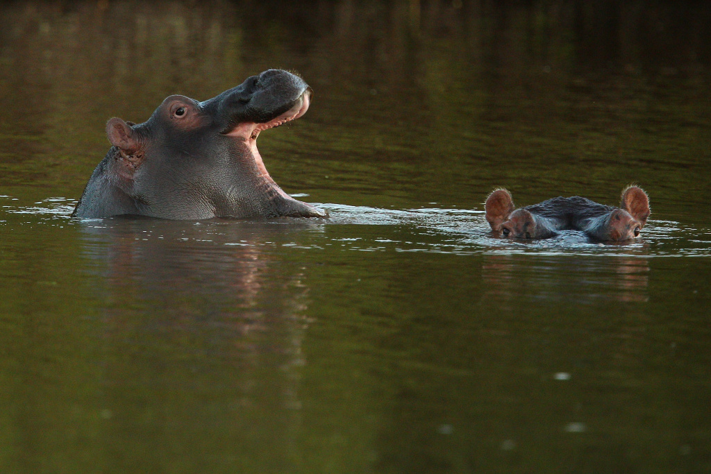 An African Safari A leading rhino expert told The Associated Press that the last rhino in Mozambique has been killed. The warden in charge of the Great Limpopo Transfrontier Park - the only place where the horned behemoths lived in Mozambique - also says poachers have wiped out the last of the rhinos. Hippopotamuses in the Limpopo river at the Pafuri game reserve on July 22, 2010 in Kruger National Park, South Africa. Kruger National Park is one of the largest game reserves in South Africa spanning 19,000 square kilometres and is part of the Great Limpopo Transfrontier Park. (Photo by Cameron Spencer/Getty Images)