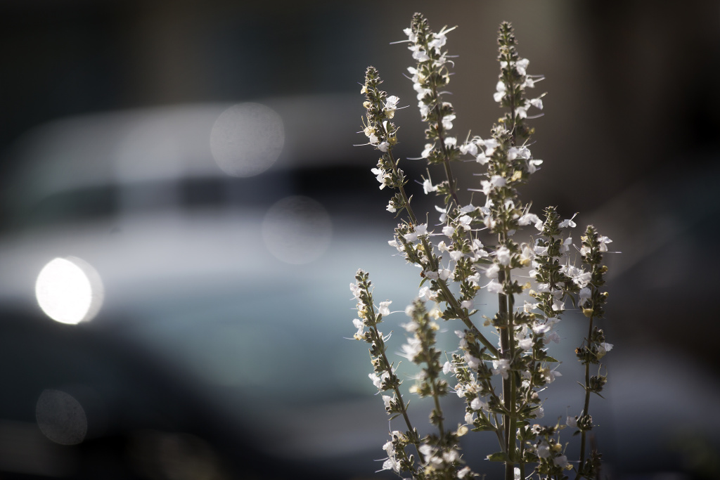 Native Plants - Slideshow - 11