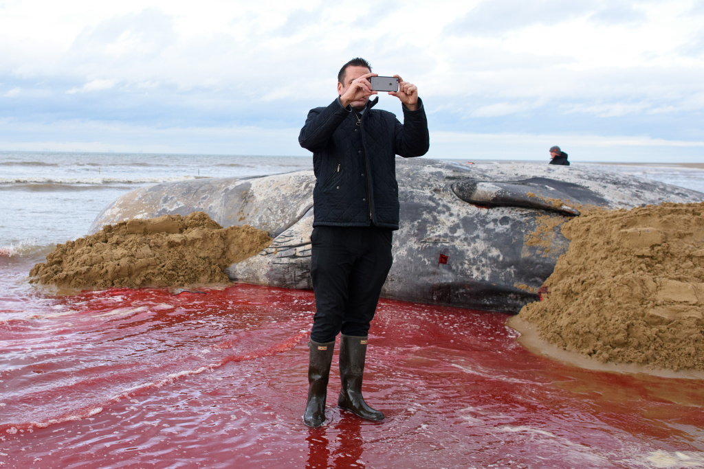 Beached Hunstanton Sperm Whale Dies A man takes a selfie next to a dead sperm whale that stranded itself on a beach on February 5, 2016 in Hunstanton, England.