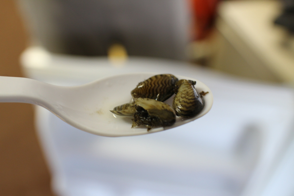 Take Two Audio Invasive quagga mussels show up in Pyramid Lake 89.