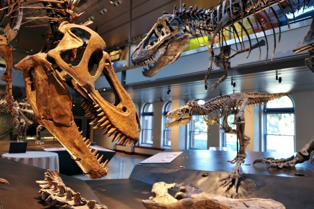 Mercer 19685 Detail of the T-Rex growth series